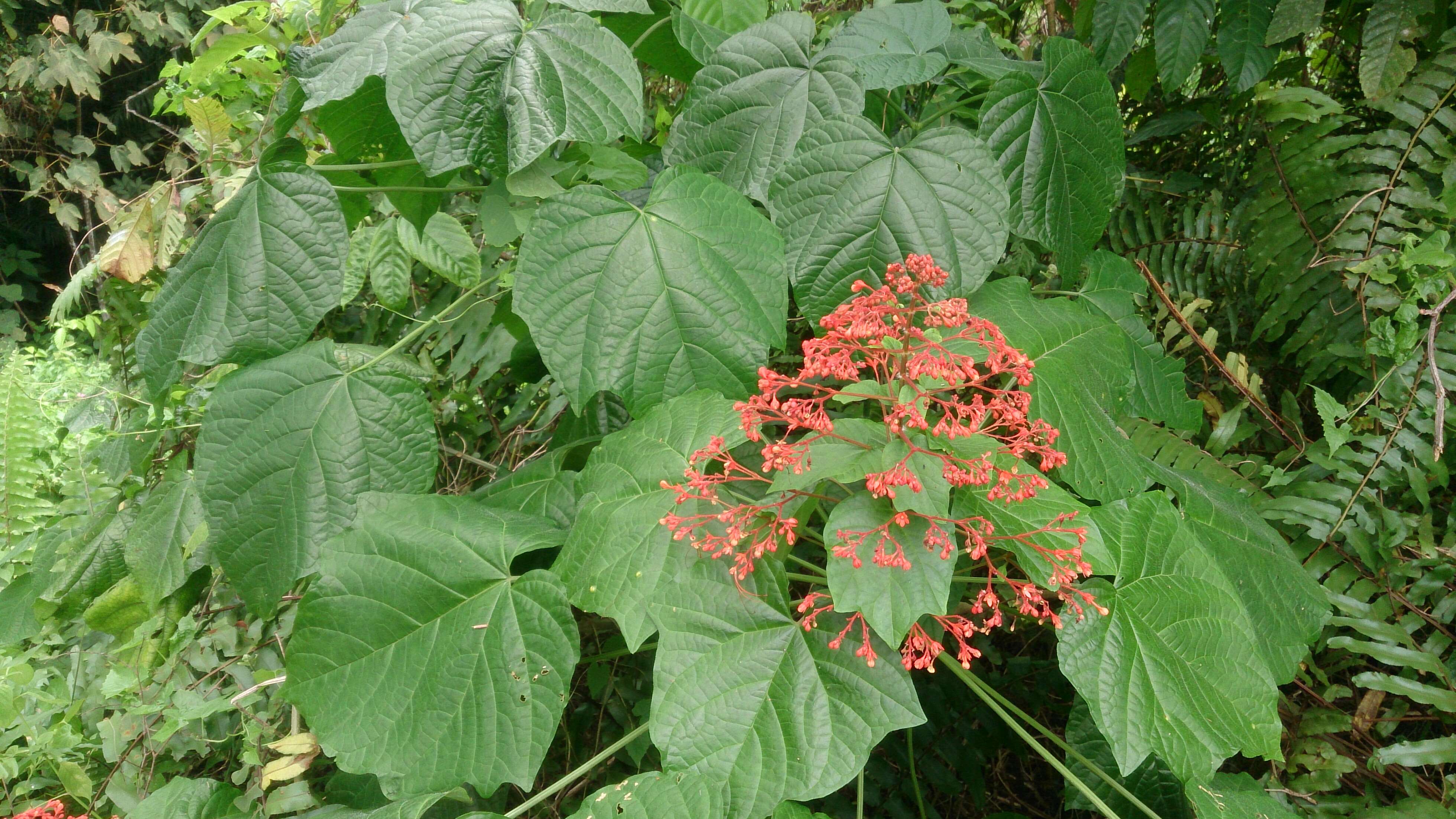 Imagem de Clerodendrum paniculatum L.