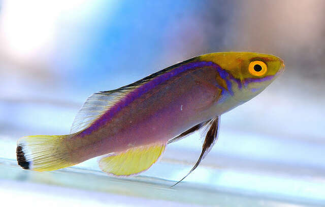 Image of Claire&#39;s fairy wrasse