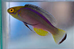 Image of Claire&#39;s fairy wrasse