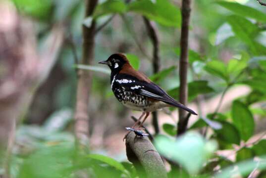 Image of Red-backed Thrush