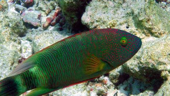 Image of Maori Wrasse