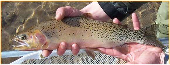 Image of Oncorhynchus clarki lewisi