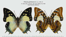 Image of Polyura gilolensis