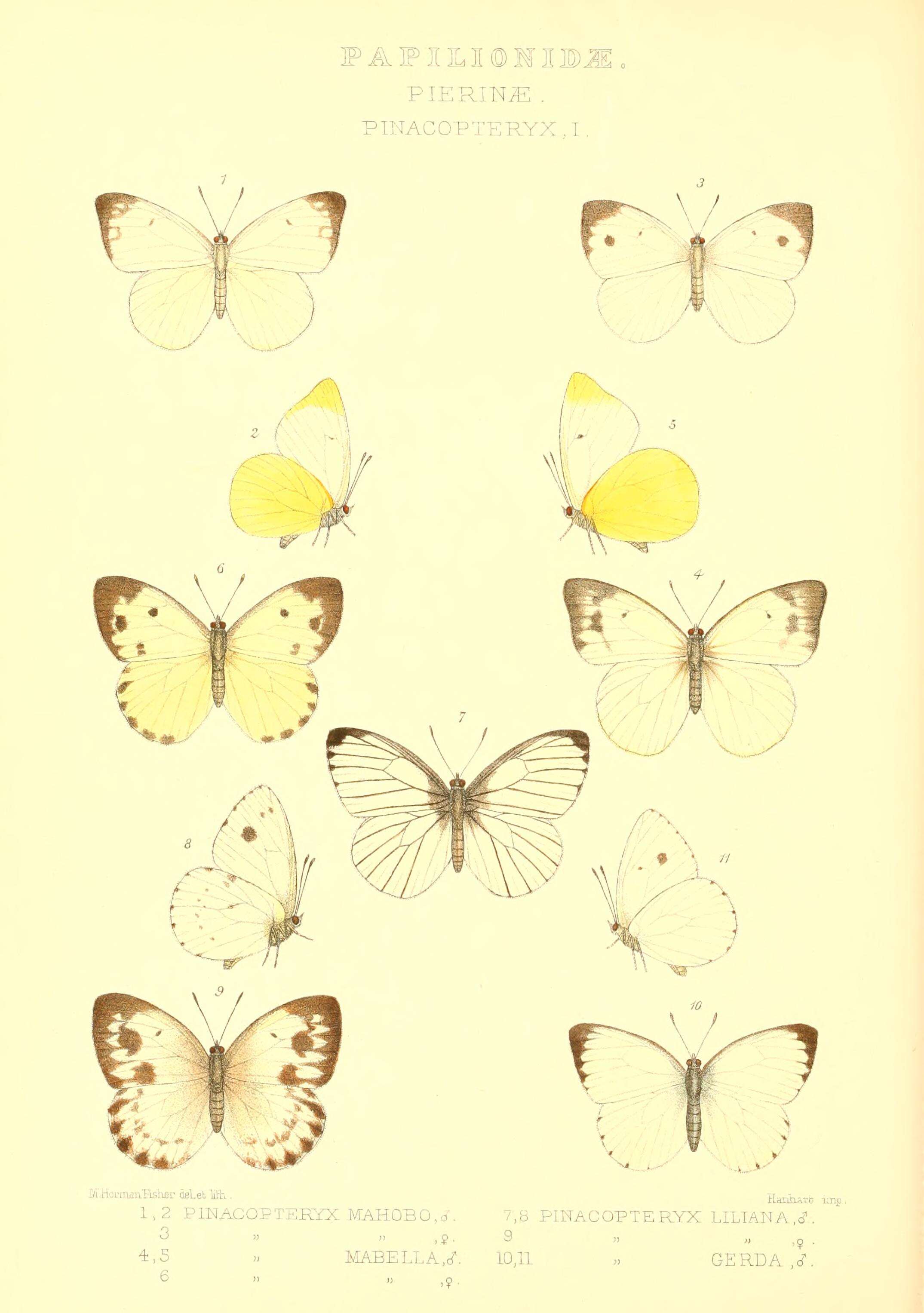 Слика од Dixeia charina (Boisduval 1836)