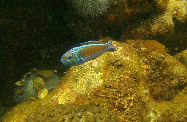 Image of Noronha wrasse