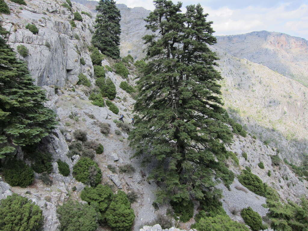 Image of Spanish Fir