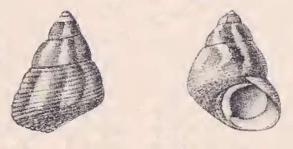 Image of Gibbula stoliczkana G. Nevill & H. Nevill 1869