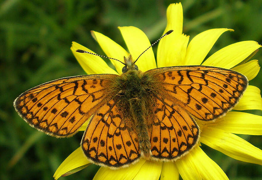 Imagem de Boloria eunomia