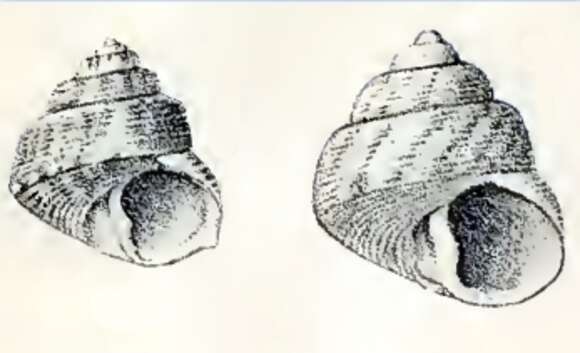 Image of Gibbula tumida (Montagu 1803)