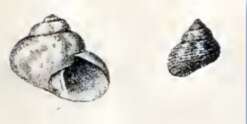 Image of Gibbula turbinoides (Deshayes 1835)