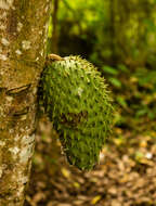 Image of soursop