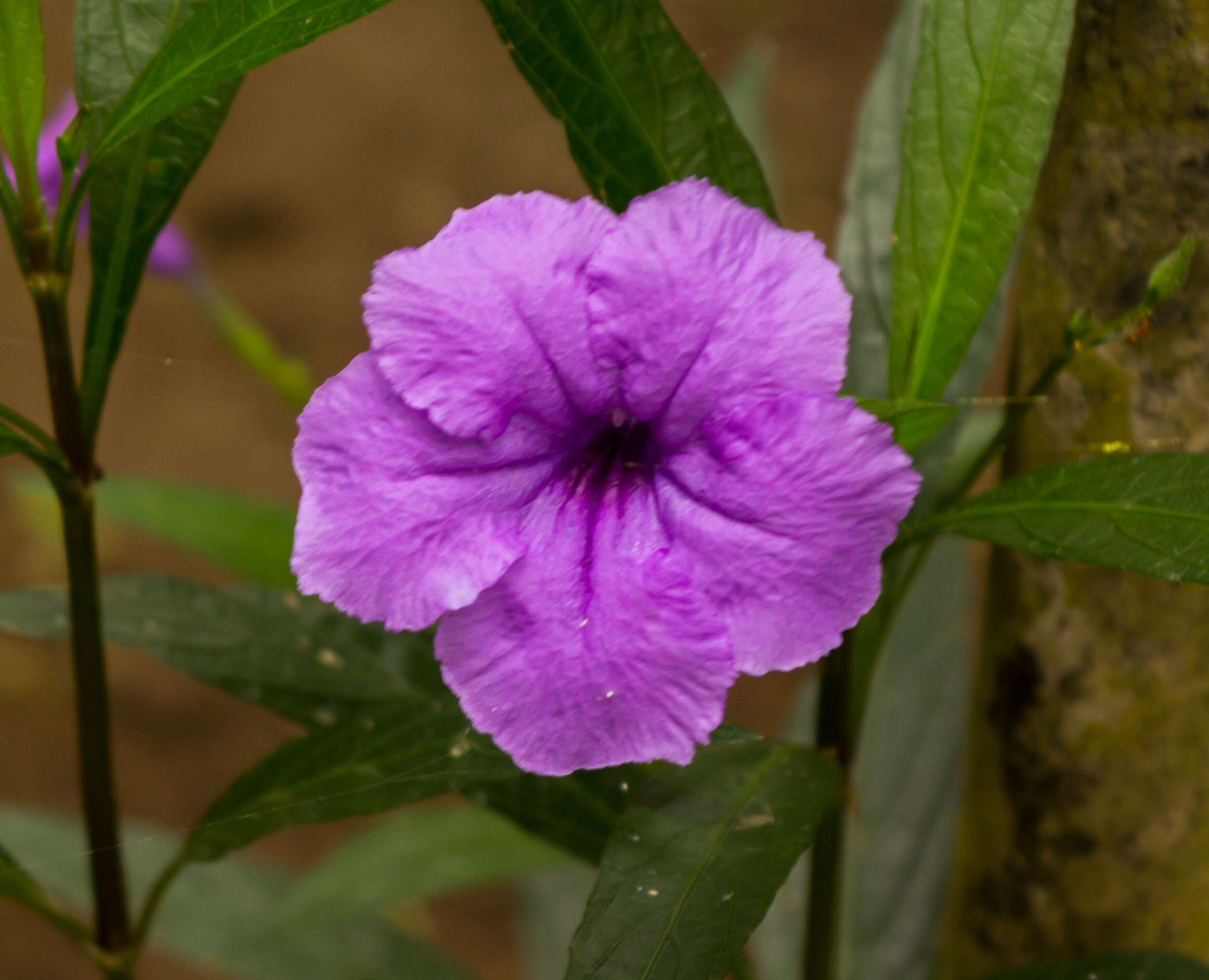 Image de Ruellia simplex Wright