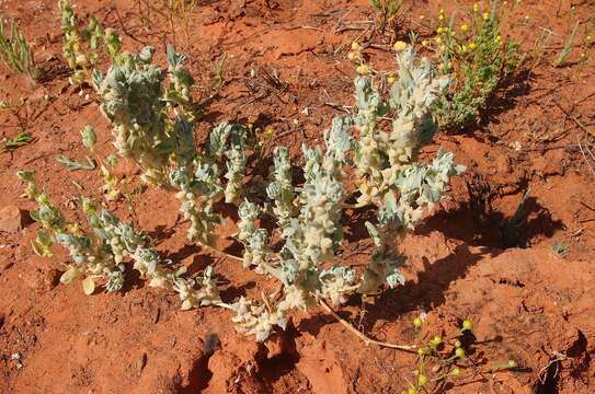 Image of gibber saltbush