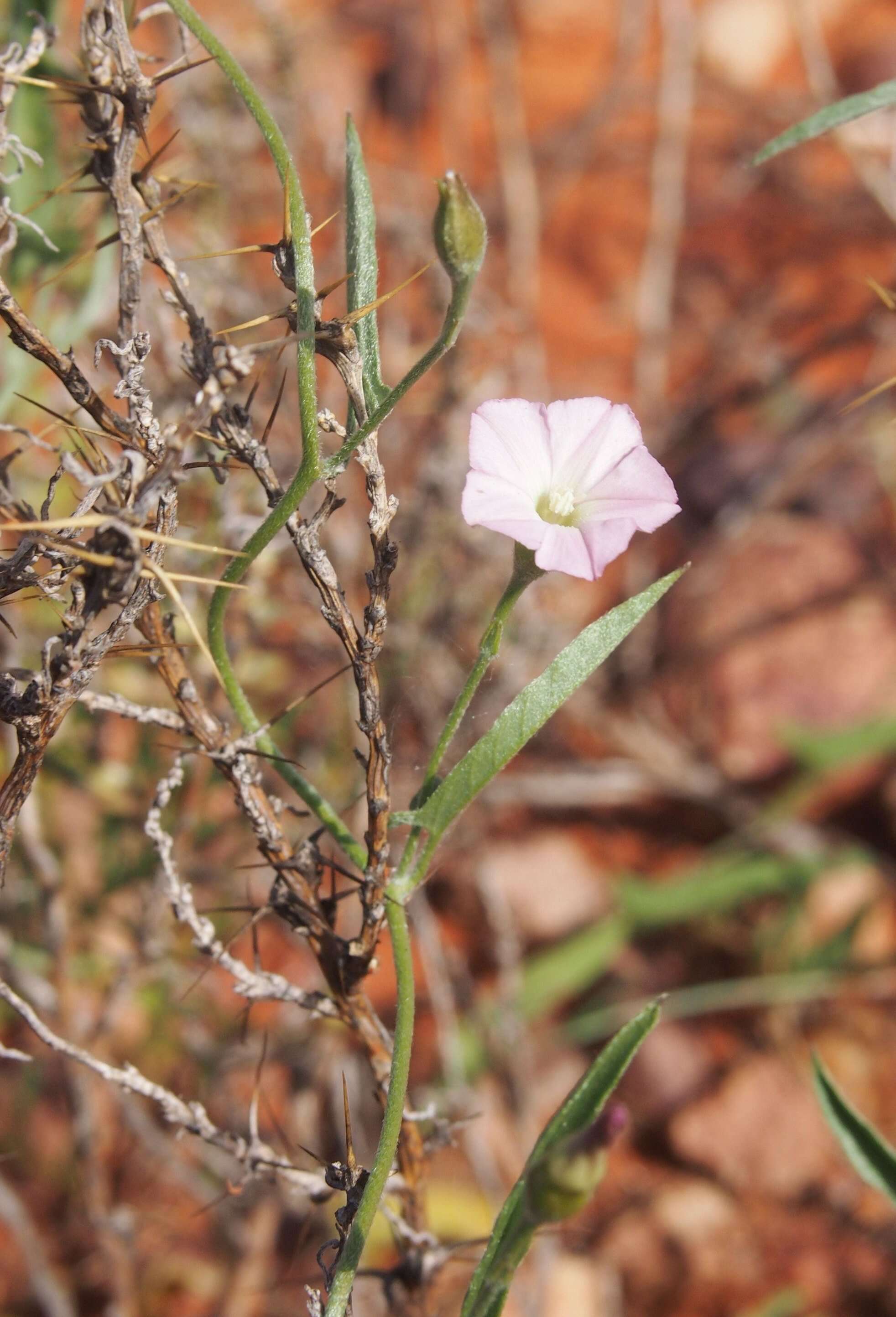 Imagem de Convolvulus clementii Domin