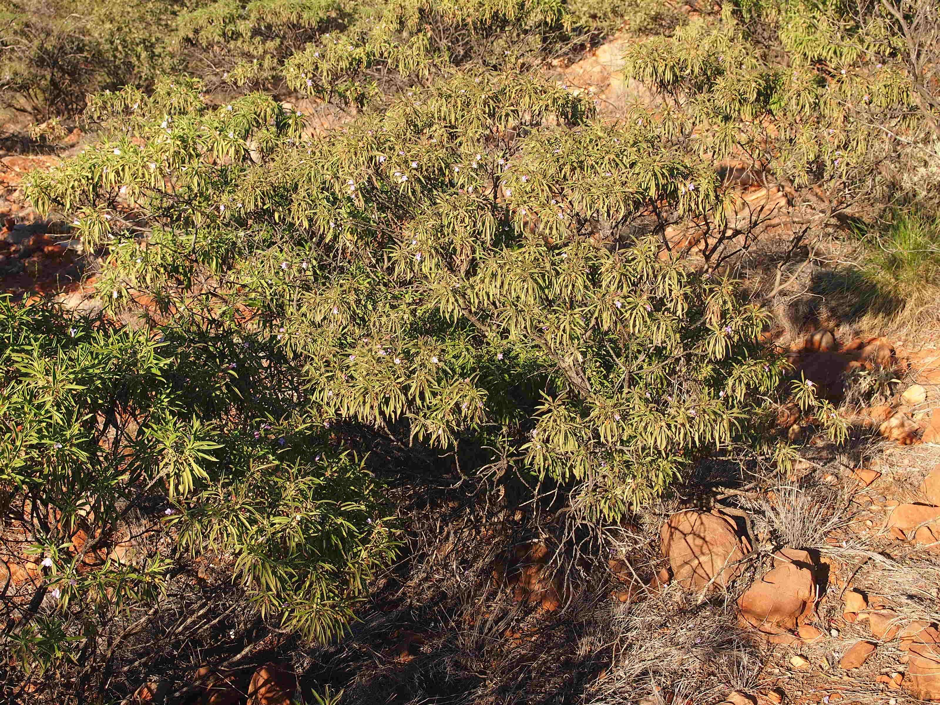 Image of Eremophila freelingii F. Muell.