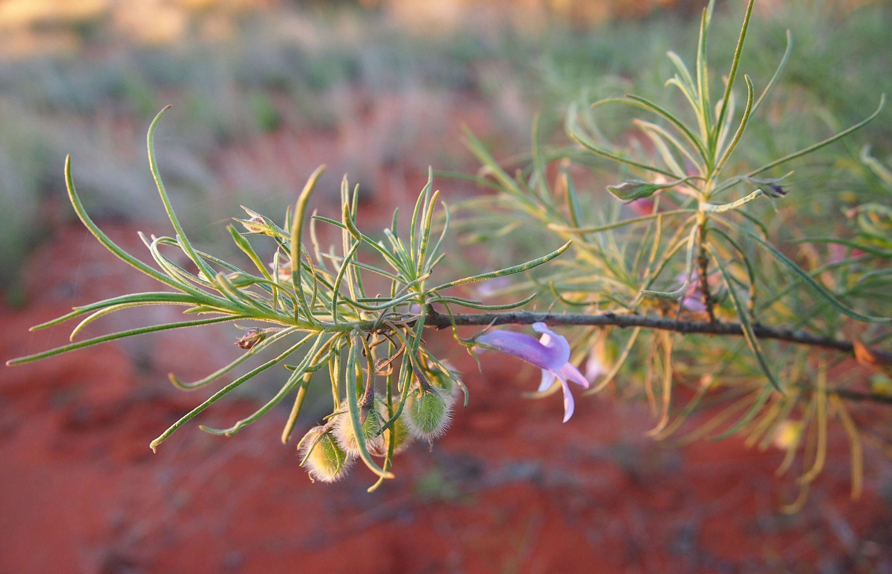 Imagem de Eremophila gilesii F Muell.