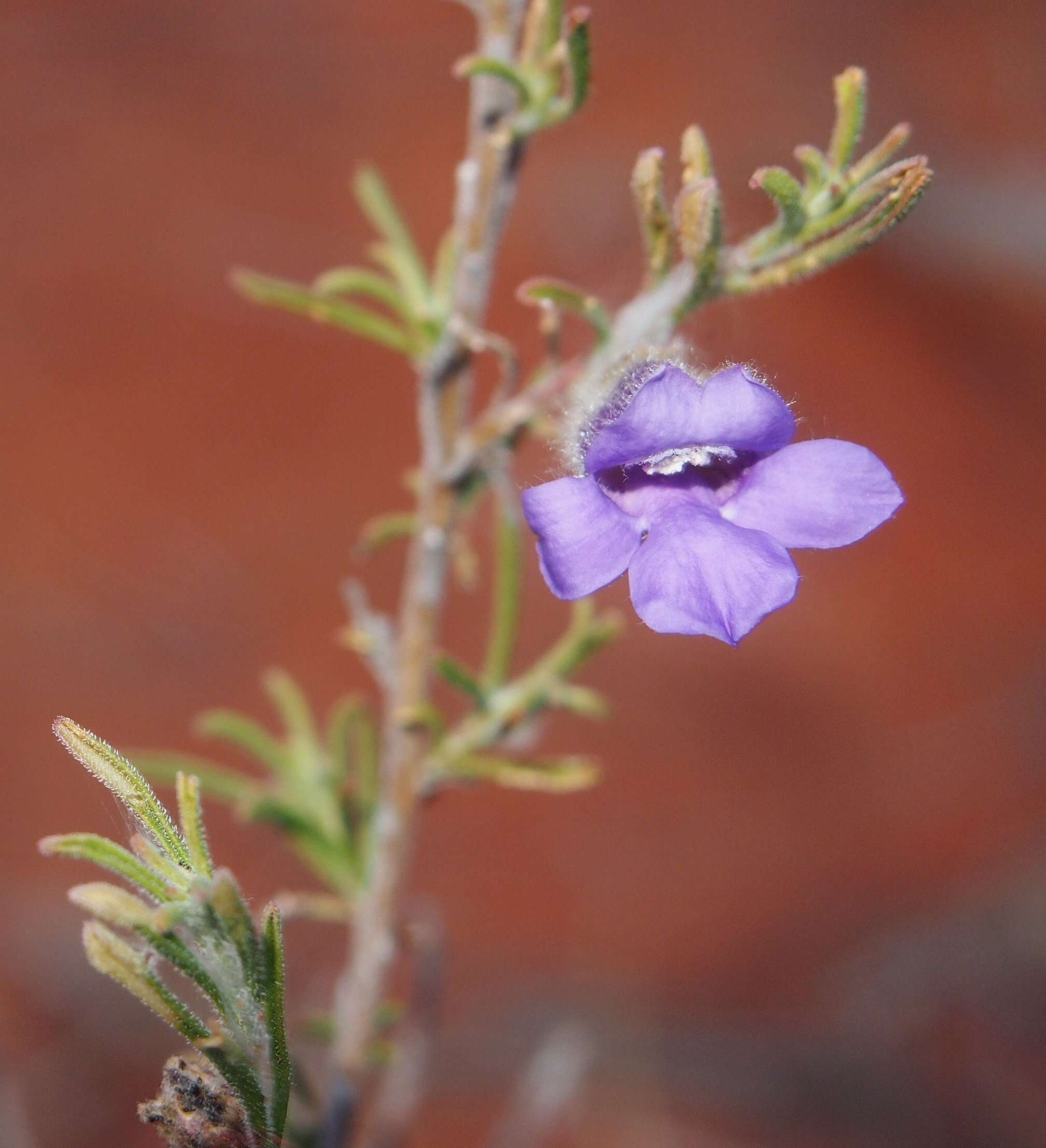 Imagem de Eremophila gilesii F Muell.