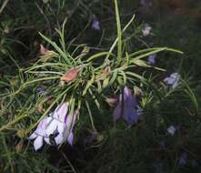 Imagem de Eremophila gilesii F Muell.