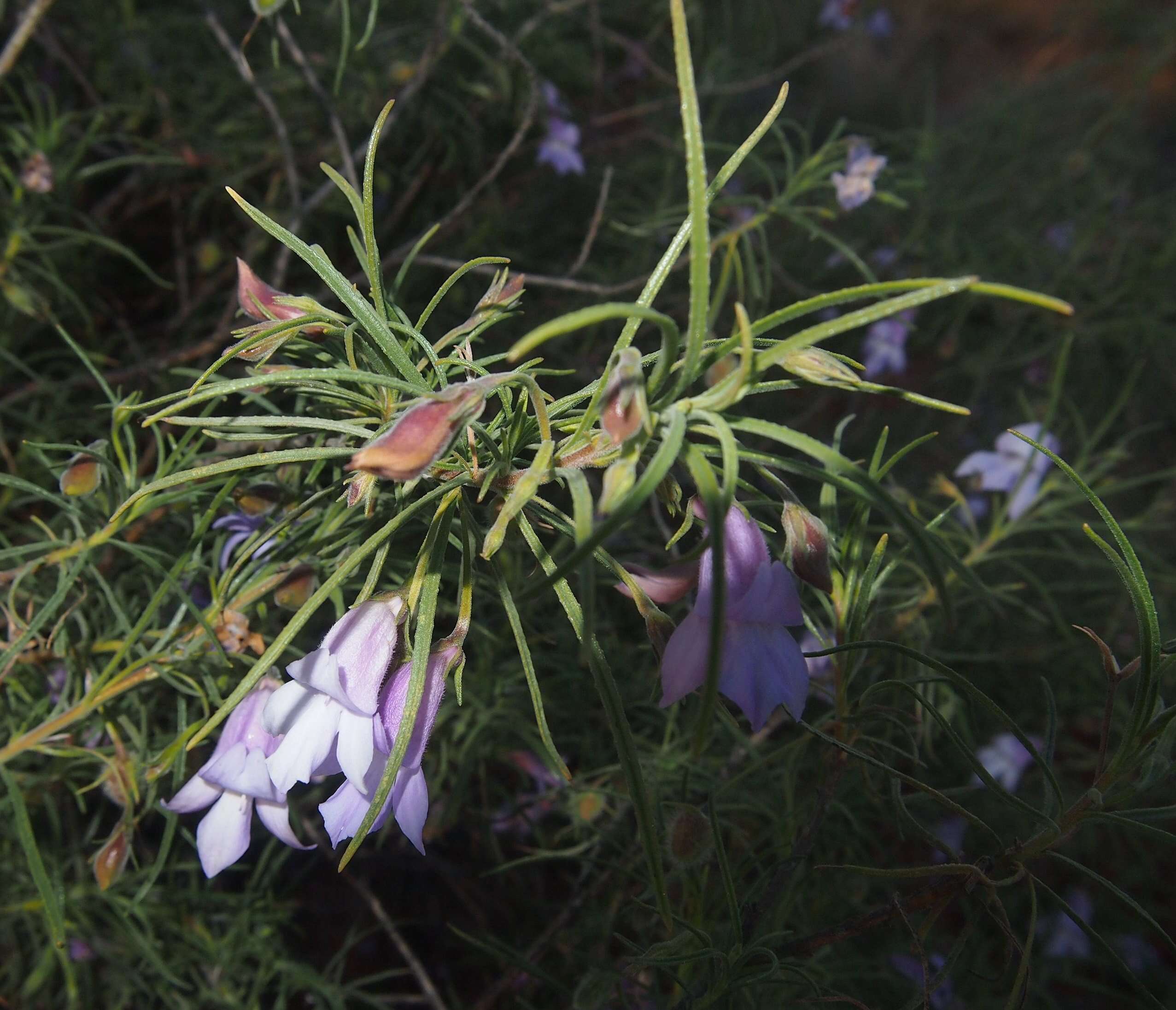 Imagem de Eremophila gilesii F Muell.