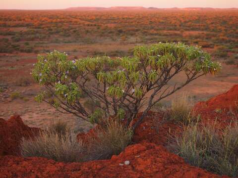 Eremophila freelingii F. Muell. resmi