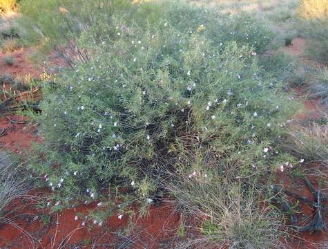 Imagem de Eremophila gilesii F Muell.