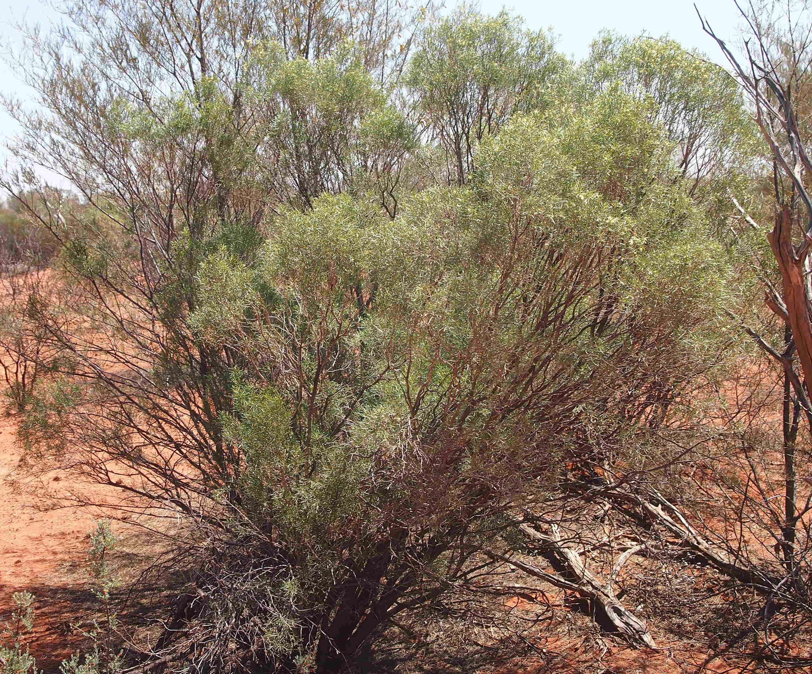 صورة Eremophila sturtii R. Br.