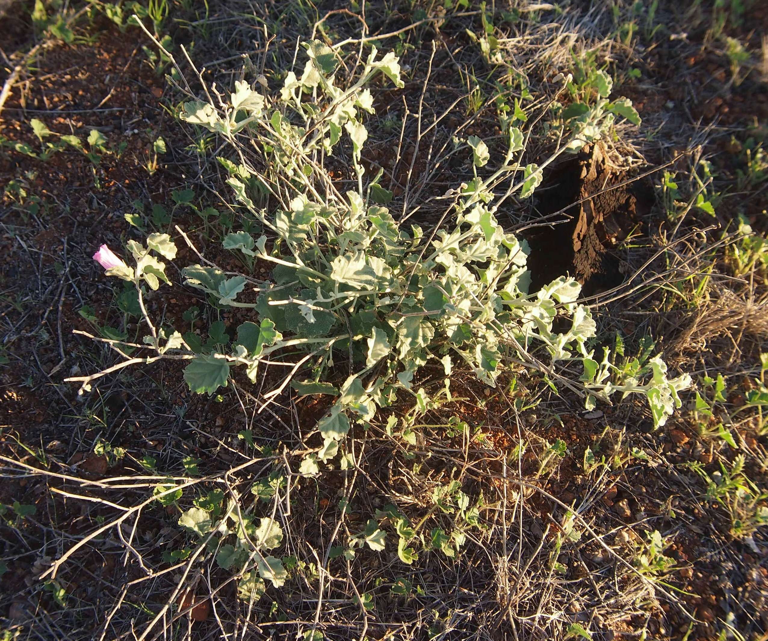 Hibiscus sturtii Hook.的圖片