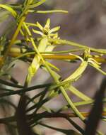 Image of Mulga mistletoe