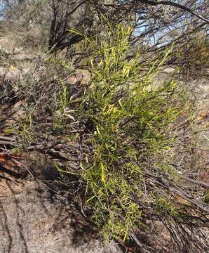 Image of Mulga mistletoe