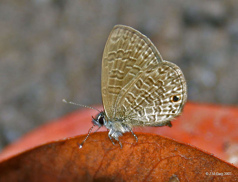 Image of Dingy Line blue