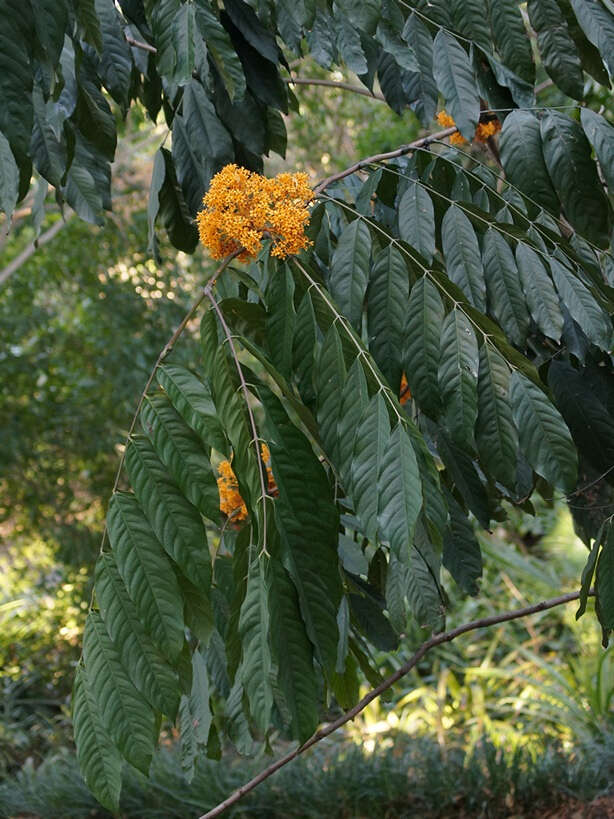 Слика од Saraca thaipingensis Prain