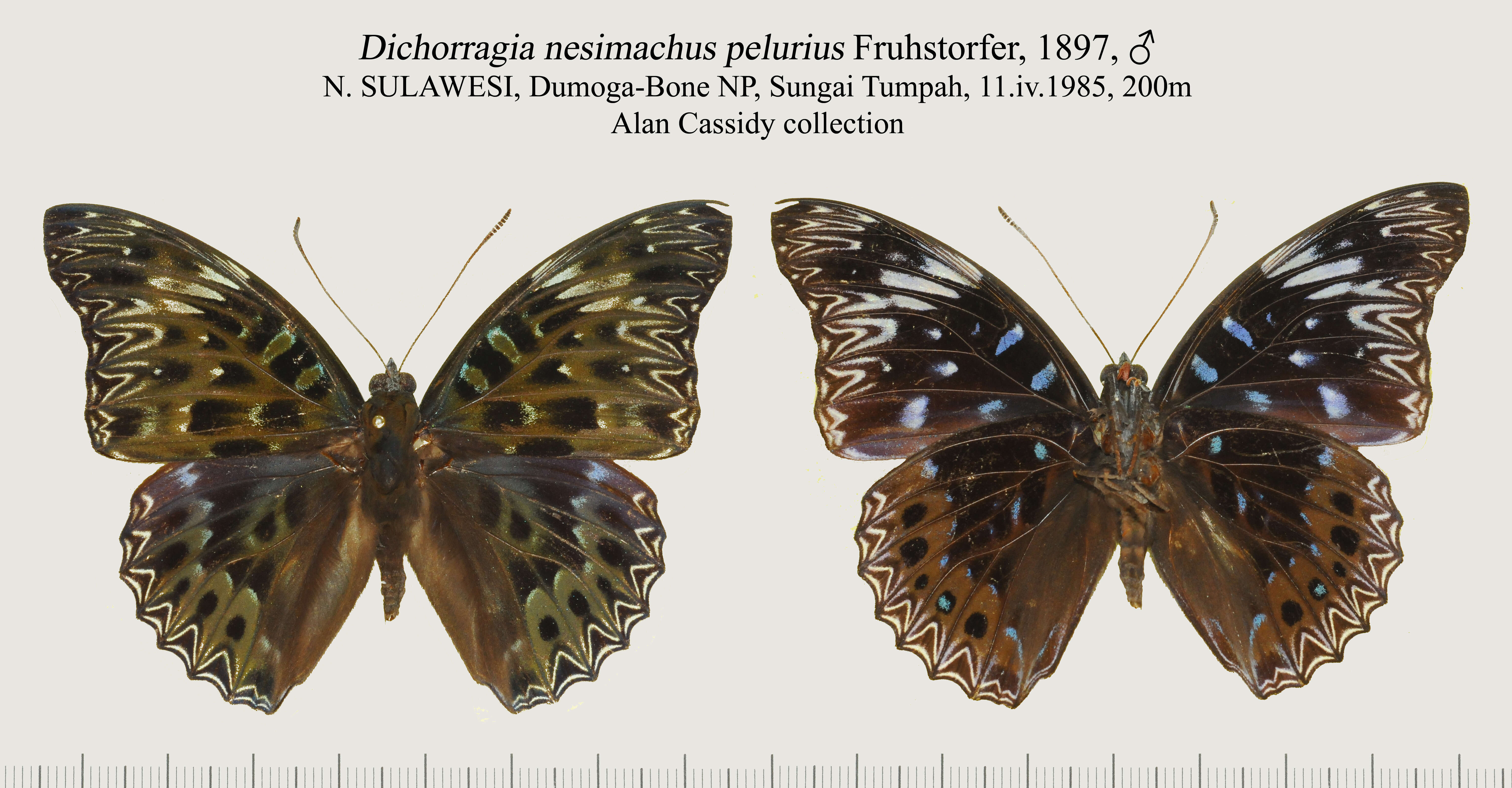 Image of Dichorragia nesimachus Boisduval 1836