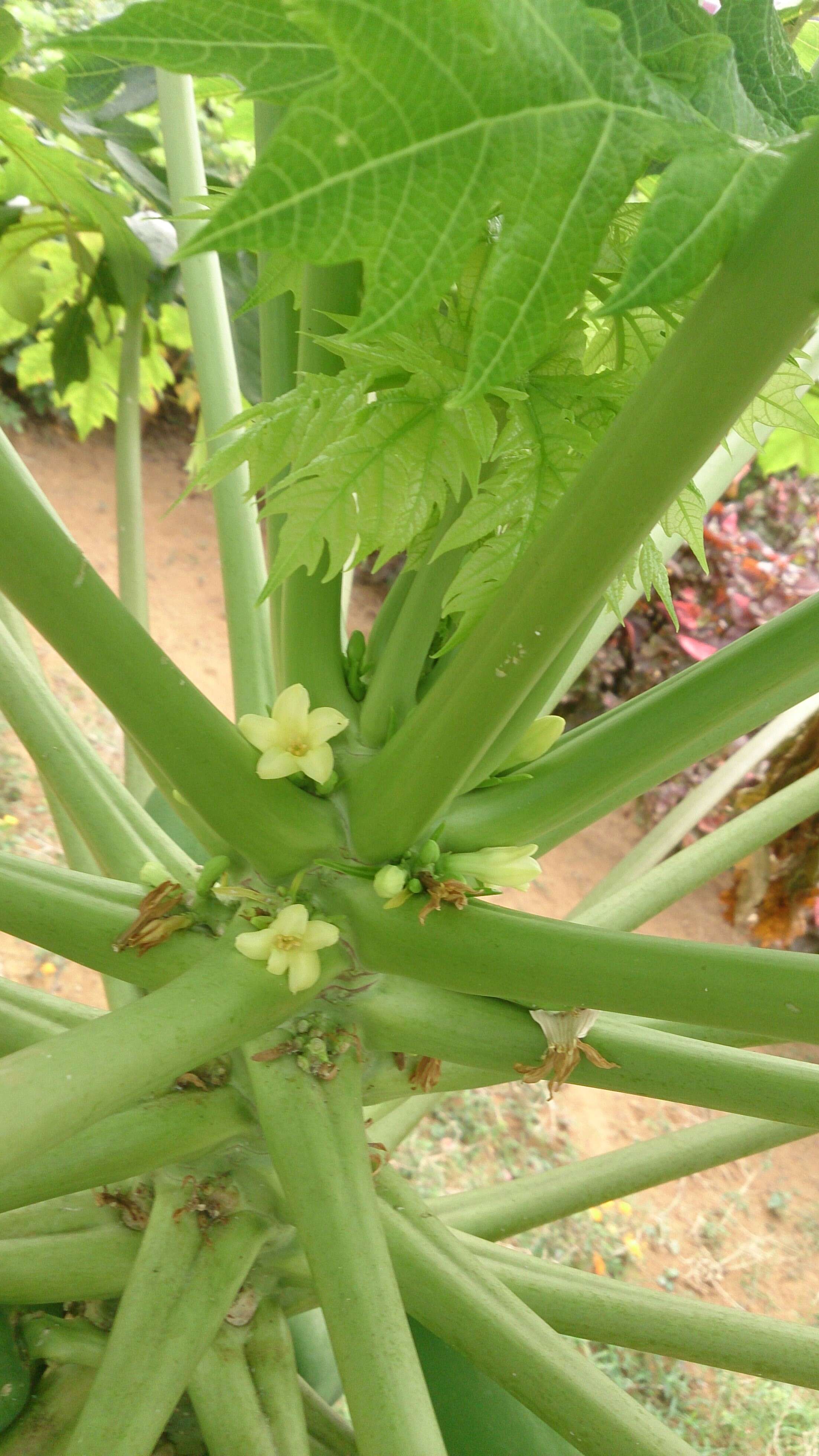 Image of papaya