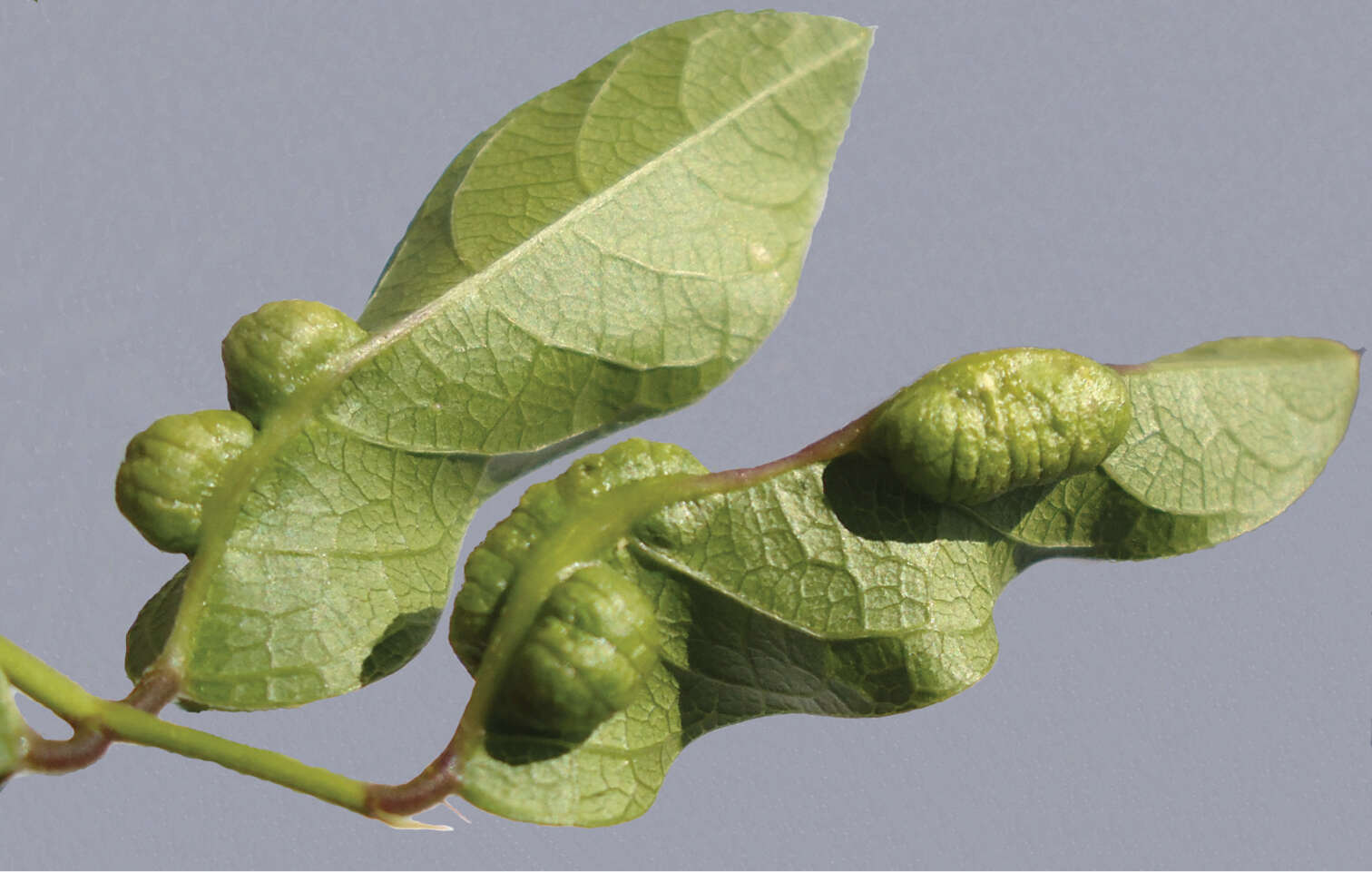 Image of spurred butterfly pea