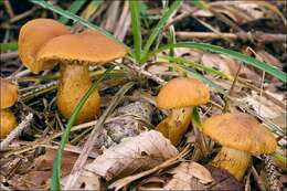 Image de Cortinarius callisteus (Fr.) Fr. 1838