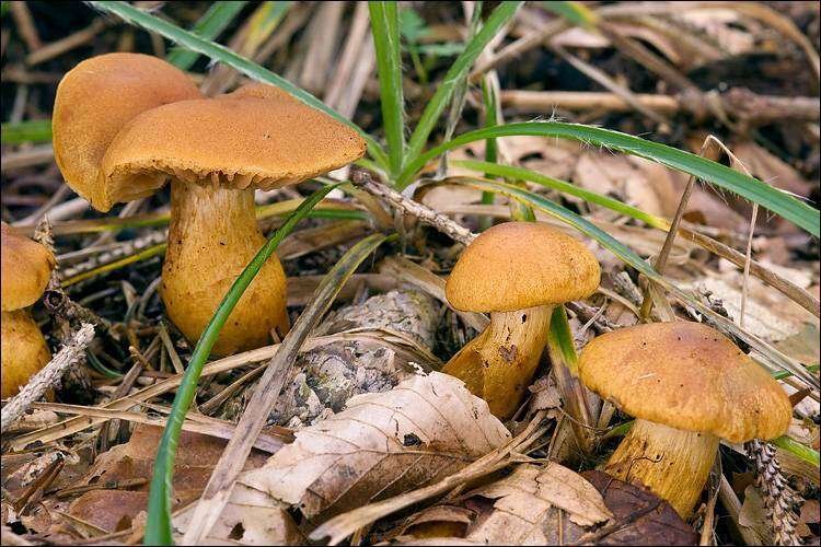 Image de Cortinarius callisteus (Fr.) Fr. 1838