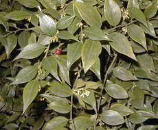 Image of Sarcococca ruscifolia Stapf