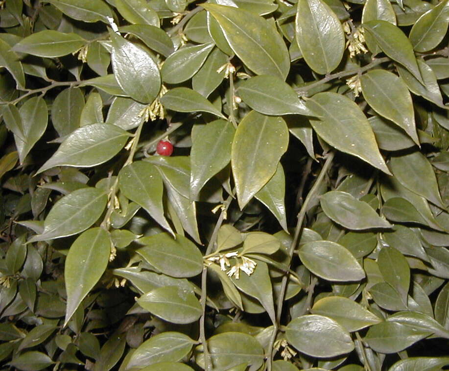 Image of Sarcococca ruscifolia Stapf