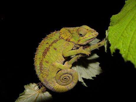 Image of Short-horned Chameleon