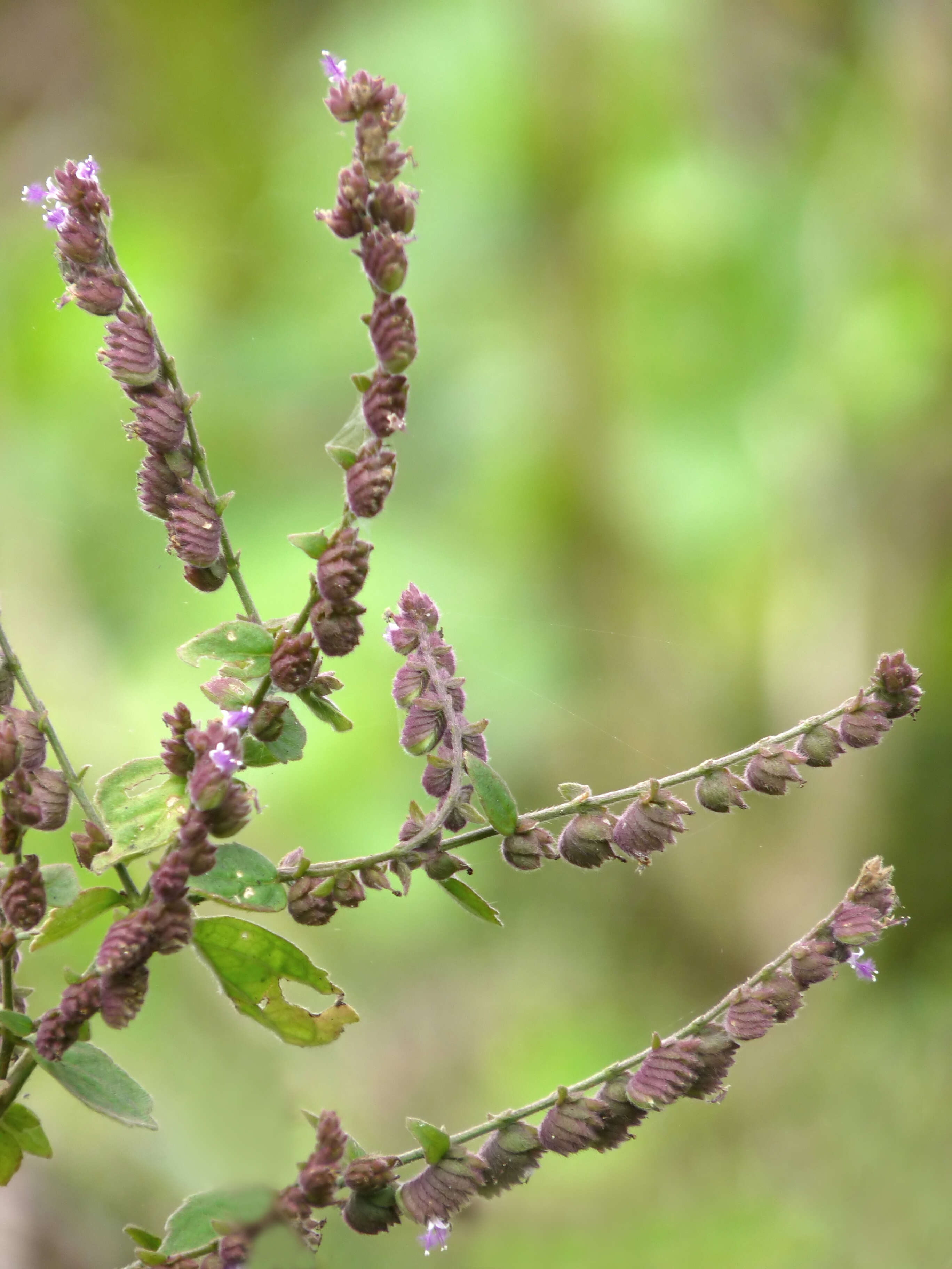 Image of Pogostemon purpurascens Dalzell