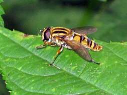 Image of Marsh Hoverfly