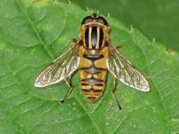 Image of Marsh Hoverfly