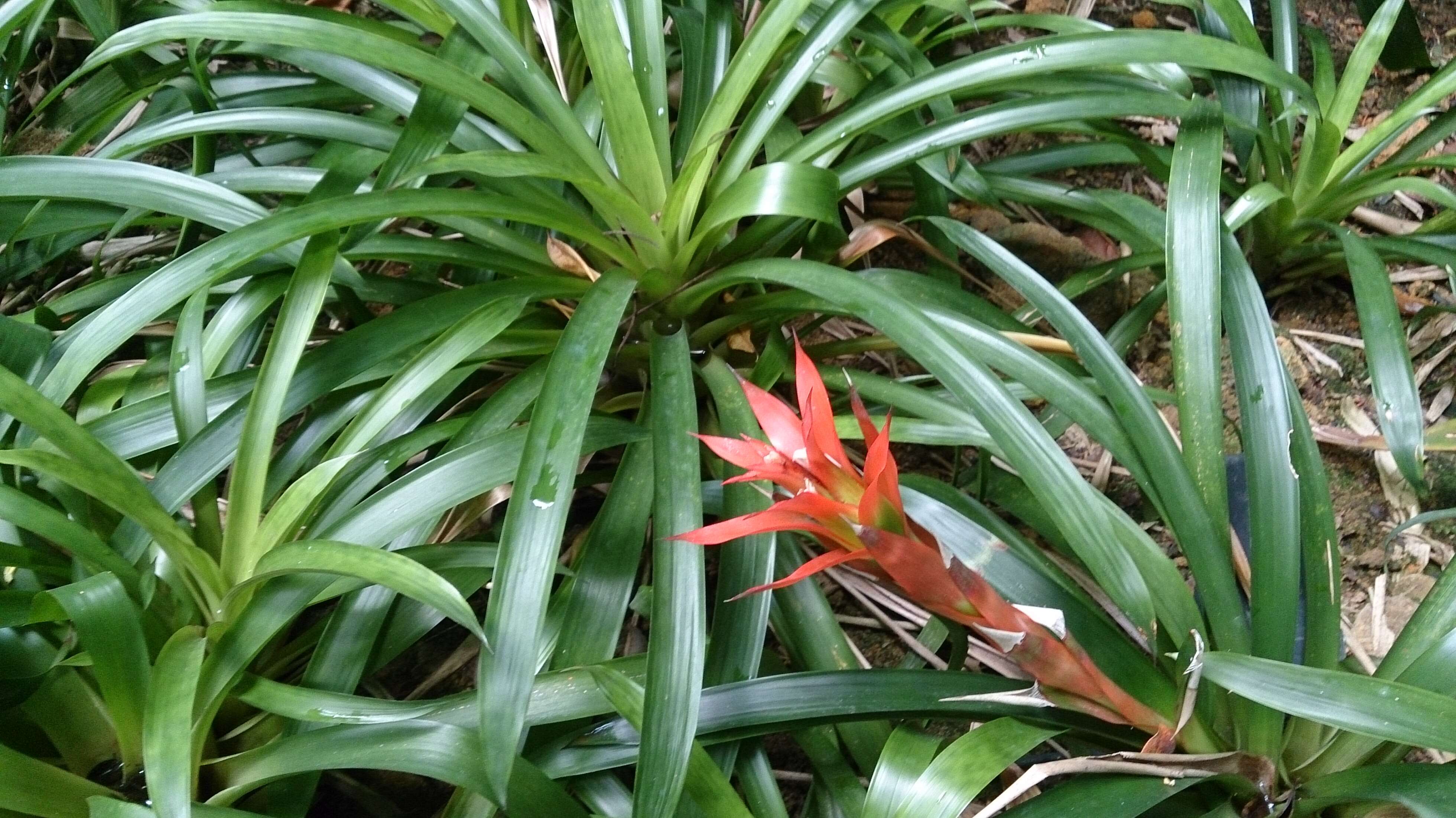 Image of droophead tufted airplant