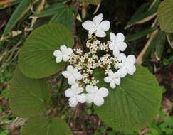 Imagem de Viburnum furcatum Bl. ex Hook. fil. & Thoms.