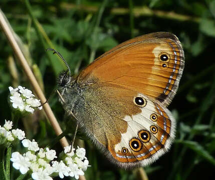 Image of pearly heath