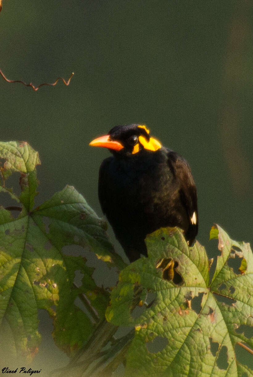 Image of Southern Hill Myna