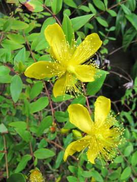 Image of Large-flowered St John's-wort