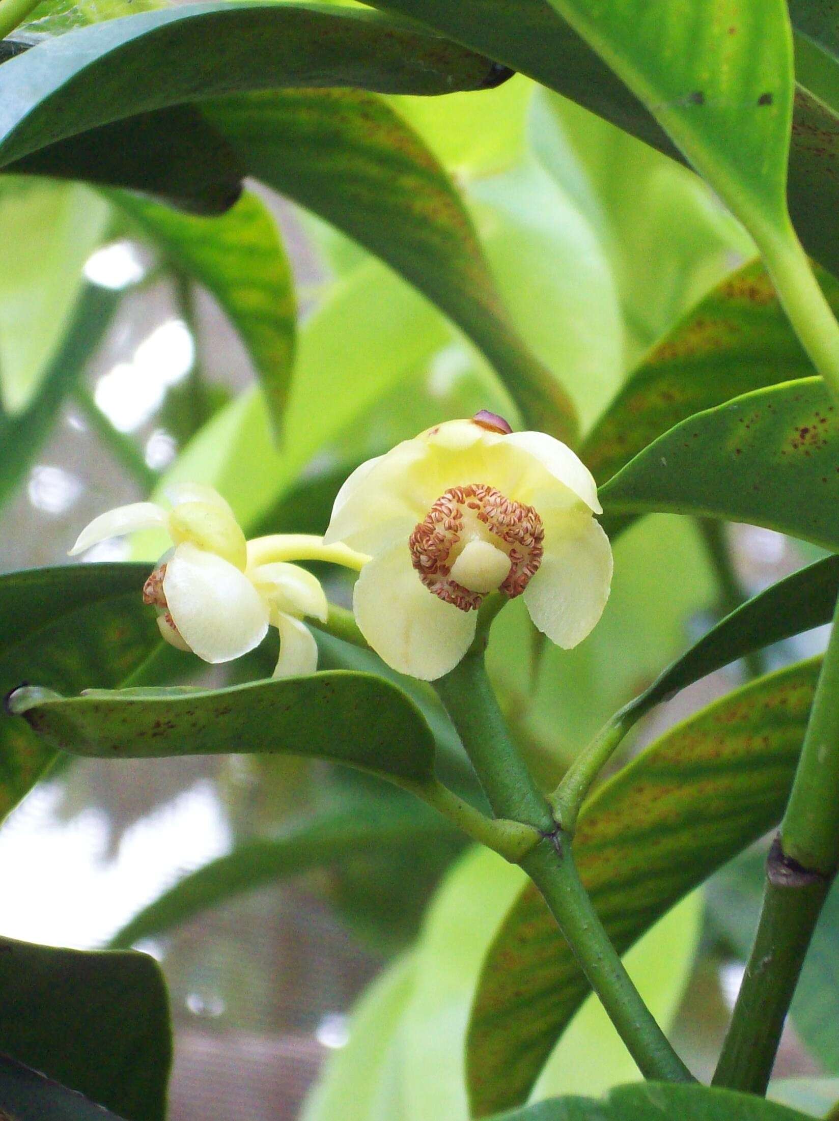 Image of Garcinia macrophylla Mart.