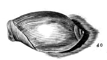 Image of Anolacia Gray 1857