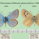 Image of Polyommatus atlantica (Elwes 1906)